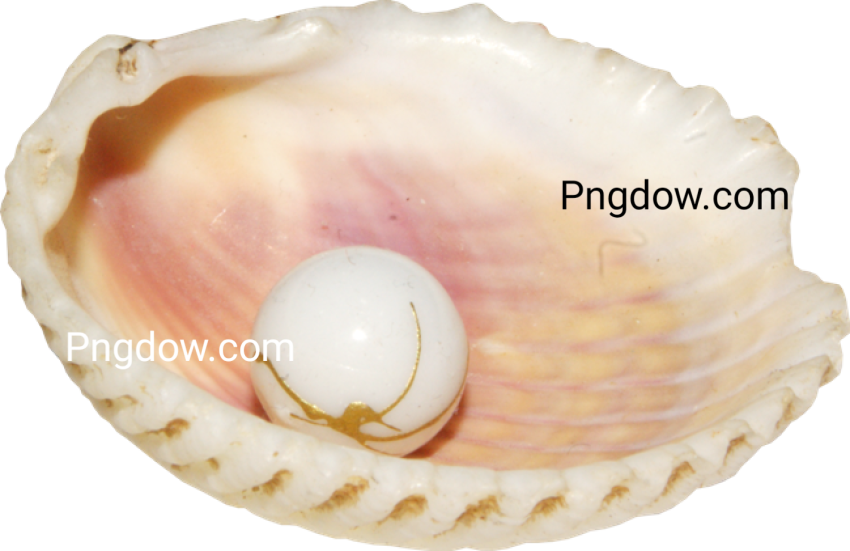 Download Stunning Conch PNG Images for Free   High Quality and Royalty Free (1)
