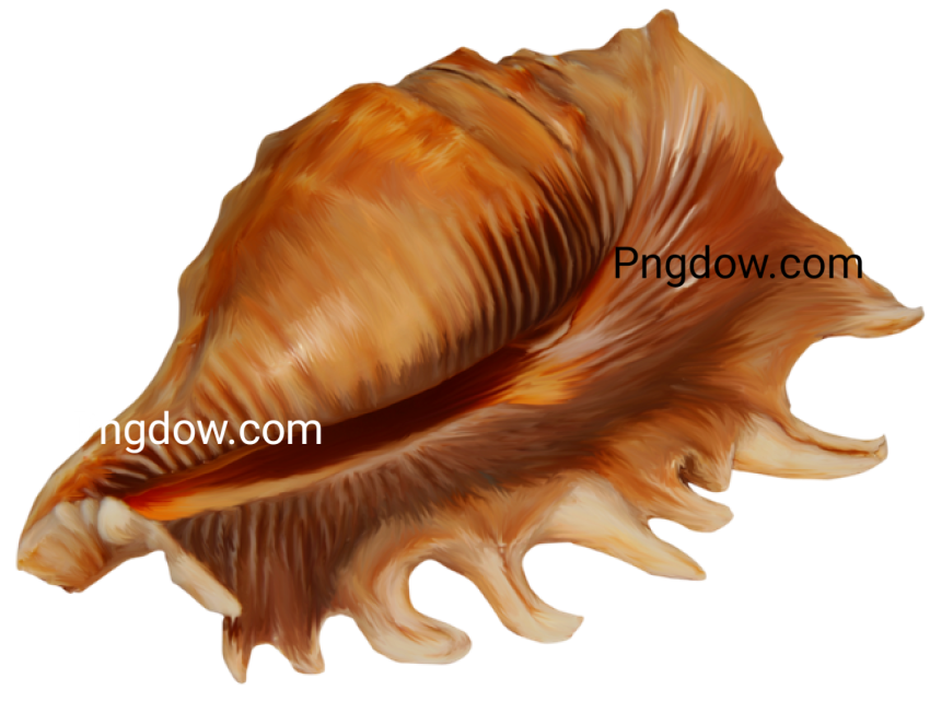 Download Stunning Conch PNG Images for Free   High Quality and Royalty Free (2)