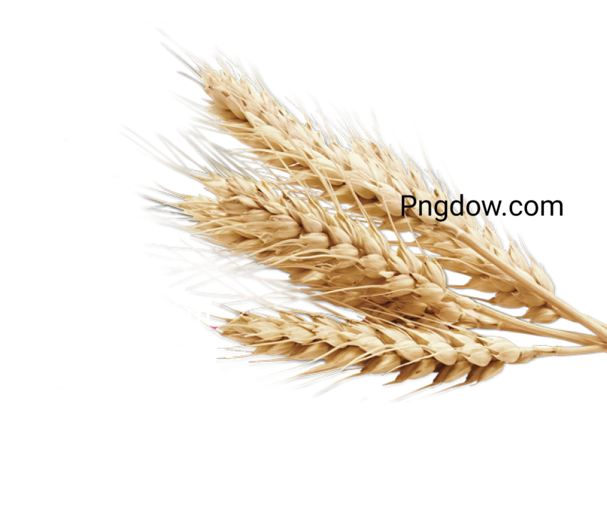 Pngimg com   wheat PNG89