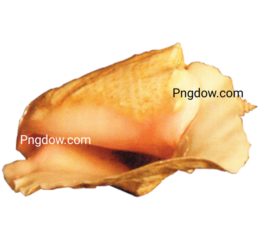Download Stunning Conch PNG Images for Free   High Quality and Royalty Free (11)