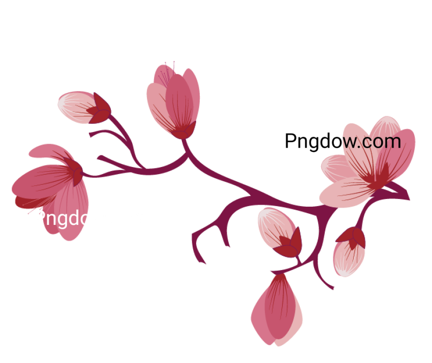 Free download Sakura flower images
