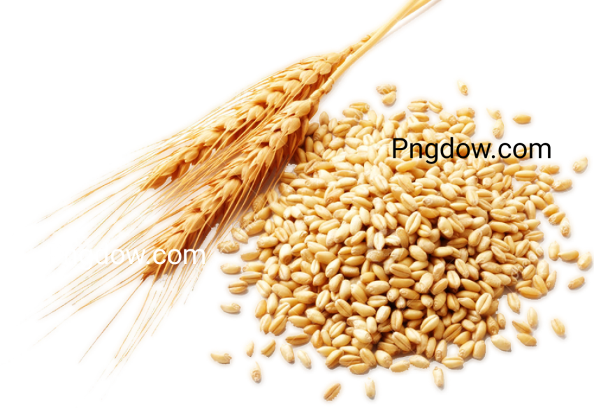 Pngimg com   wheat PNG85