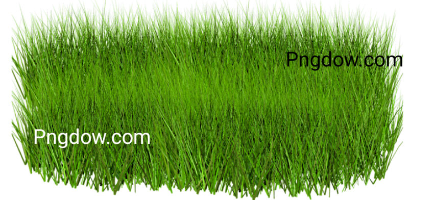 Free Grass PNG images