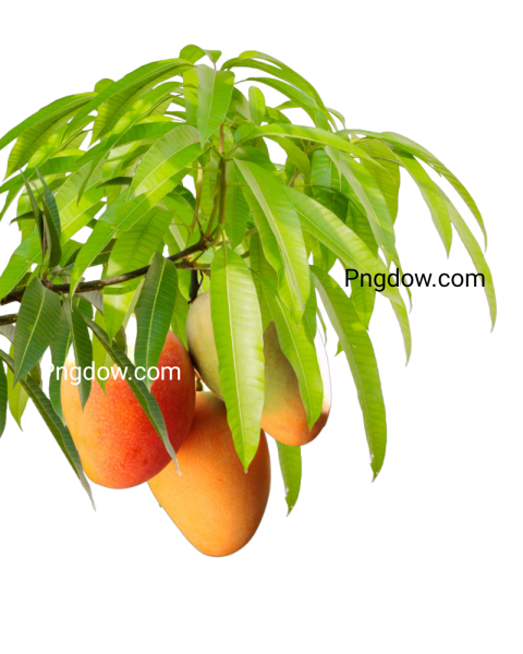 Bunch of mangoes hanging from a tree branch