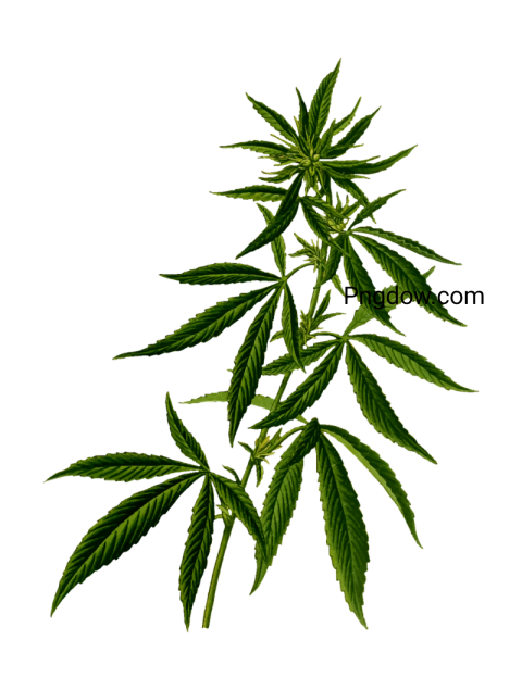 Download Free High Quality Cannabis PNG Images for All Your Creative Projects