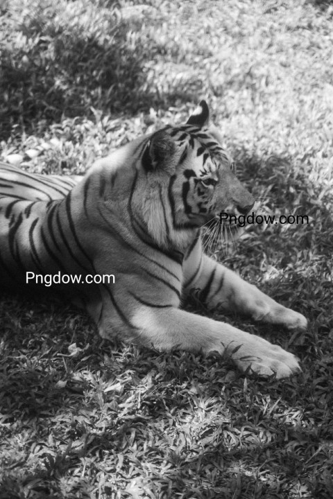 Tiger wallpaper HD image