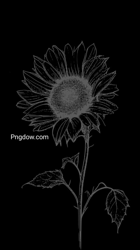 A black and white drawing of a sunflower on black wallpaper