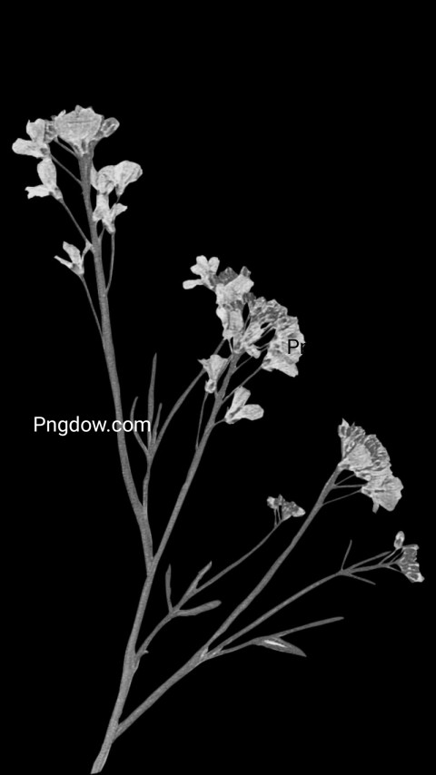 Flowers on branch against black background