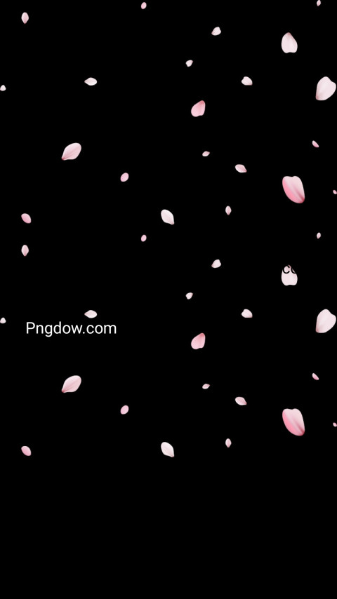 Pink petals falling on black wallpaper