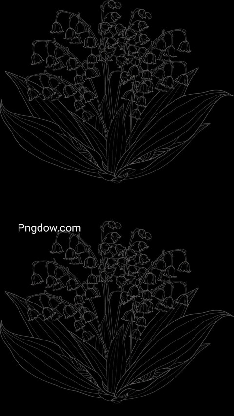 Lily of the valley flowers vector illustration on black wallpaper