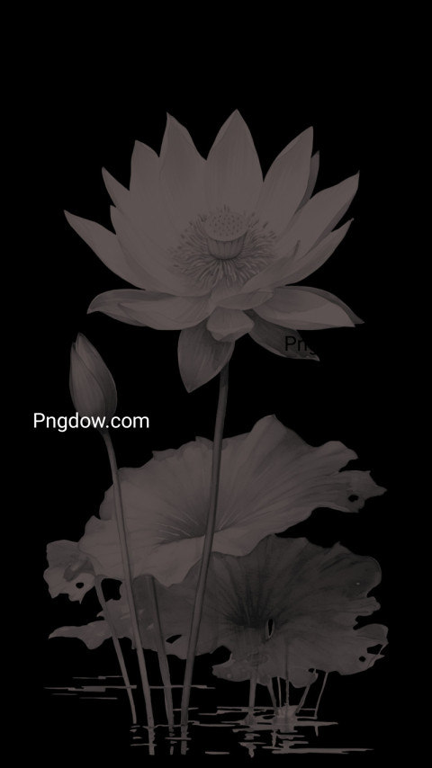 A black and white lotus flower drawing on black wallpaper