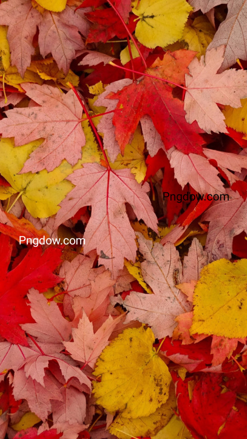 fall wallpaper free download