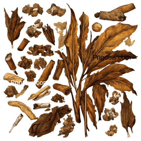 Tobacco illustration PNG free
