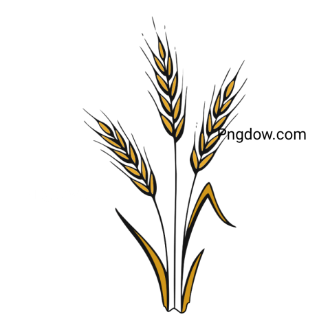 Download Stunning Wheat PNG Image with Transparent Background