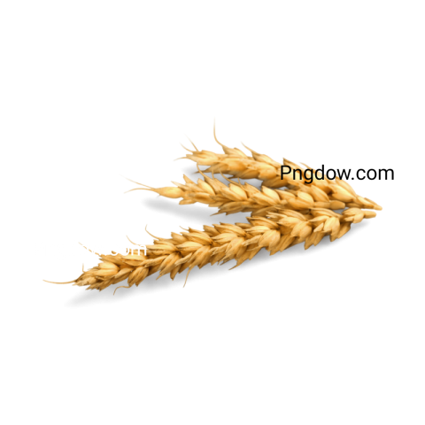 High Quality Wheat PNG Image with Transparent Background   Download Now