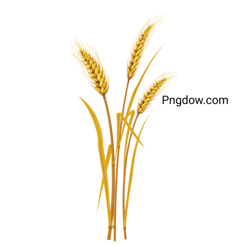 Stunning Wheat PNG Image with Transparent Background for Versatile Use