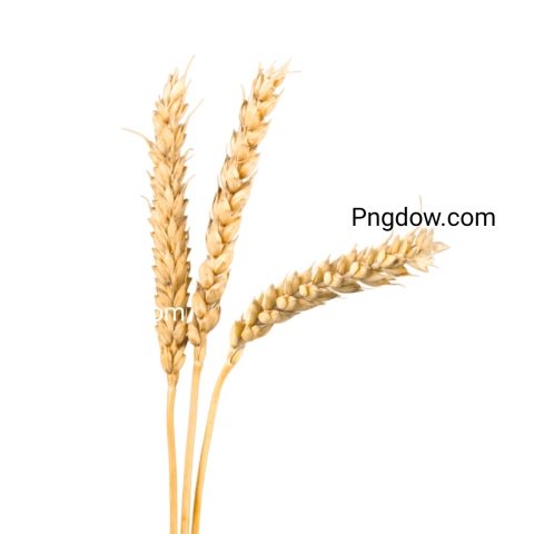 Exclusive Wheat PNG Image with Transparent Background   Download Now!