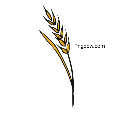 Download Wheat PNG Image with Transparent Background   High Quality and Free