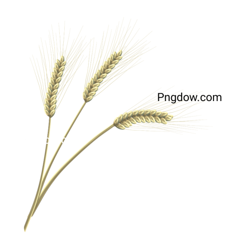 Wheat PNG image with transparent background Wheat PNG