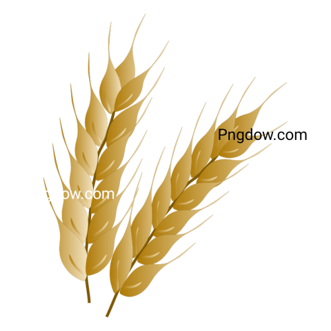 Stunning Wheat PNG Image with Transparent Background   Free Download