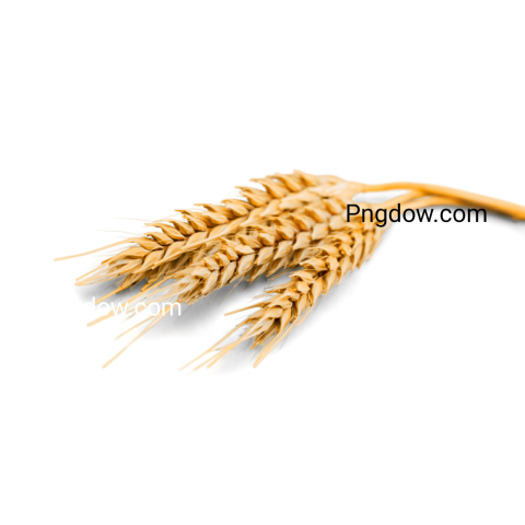 High Quality Wheat PNG Image with Transparent Background   Download Now!