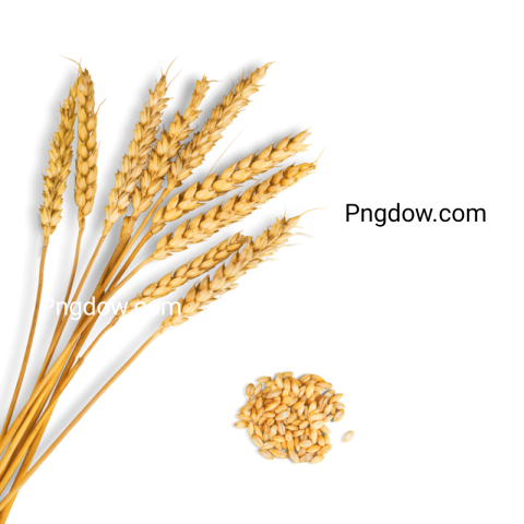 High Quality Wheat PNG Image with Transparent Background for Versatile Use