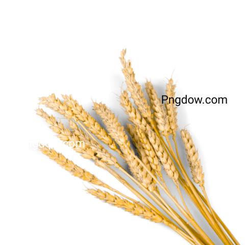 High Quality Wheat PNG Image with Transparent Background   Free Download