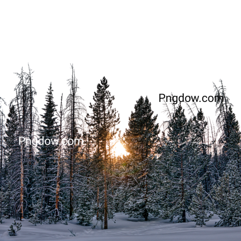 Stunning Winter PNG Image with Transparent Background   Download Now!