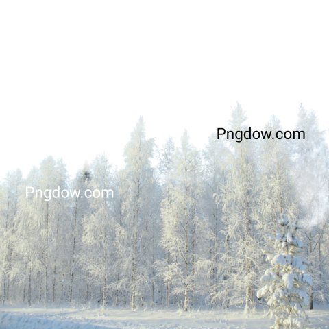 High Quality Winter PNG Image with Transparent Background   Download Now!
