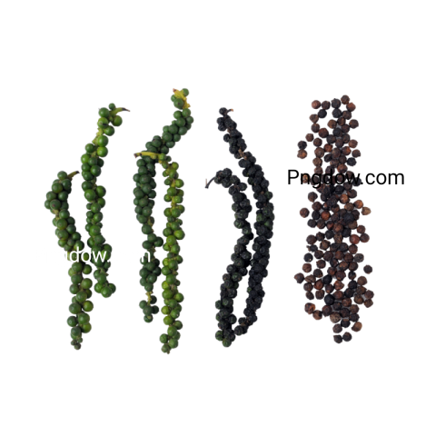 Are there any free resources for downloading Black pepper illustrations in PNG format