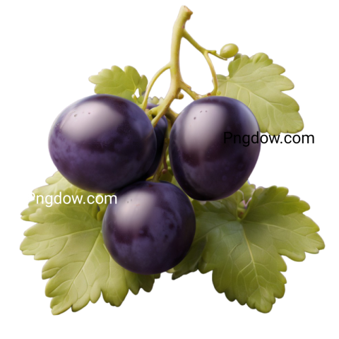 High Quality Transparent black Grape PNG Image for Your Design