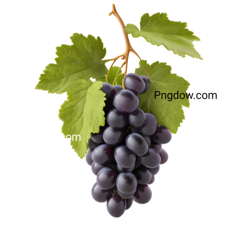 High Quality black Grape PNG Images with Transparent Background