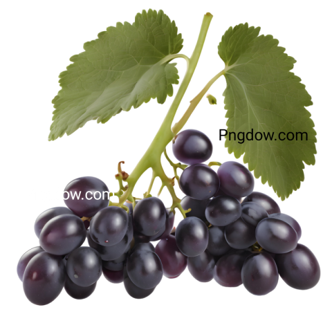 High Quality Transparent PNG Image of black Grapes for Your Design