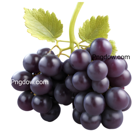 High Quality Transparent black Grape PNG for Your Designs