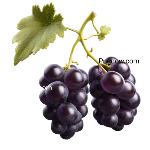 High Quality Transparent black Grape PNG Image
