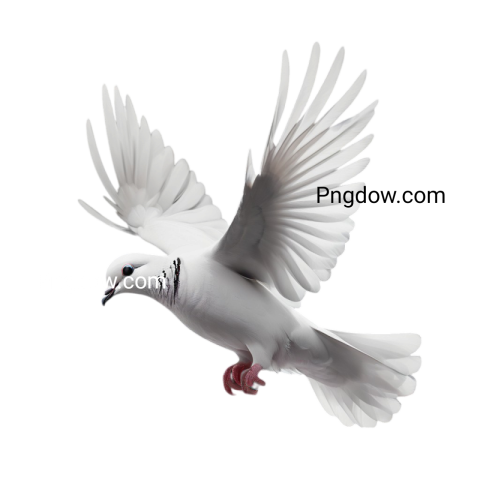 Dove PNG, free, png