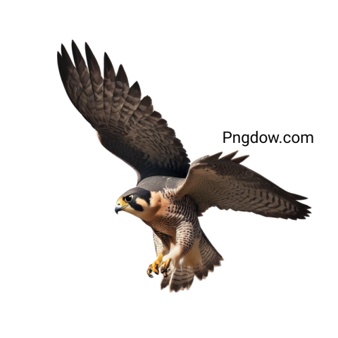 A peregrine falcon soaring through the sky  Falcon PNG
