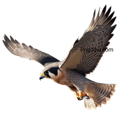 A Falcon PNG soaring with outstretched wings