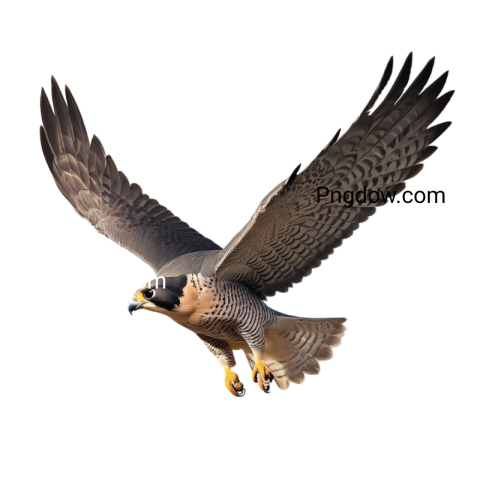 Image of a Falcon PNG in flight with wings extended
