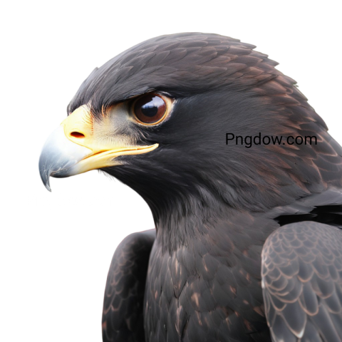 A close up of a black hawk with yellow eyes
