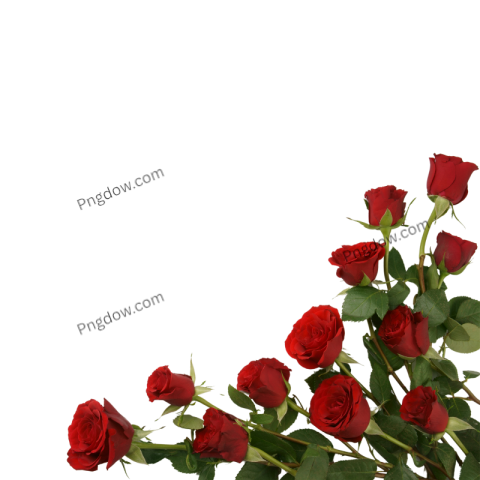 Red Rose clip art