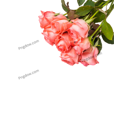 Pink Rose clipart