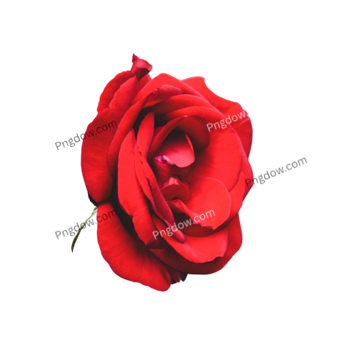Red Rose