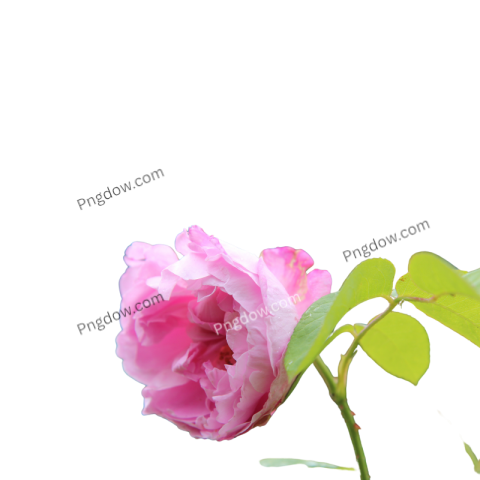 Pink Rose PNG, Rose clipart