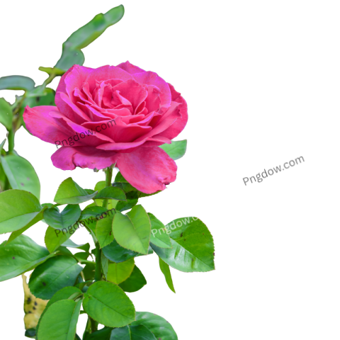 Green pink Rose PNG
