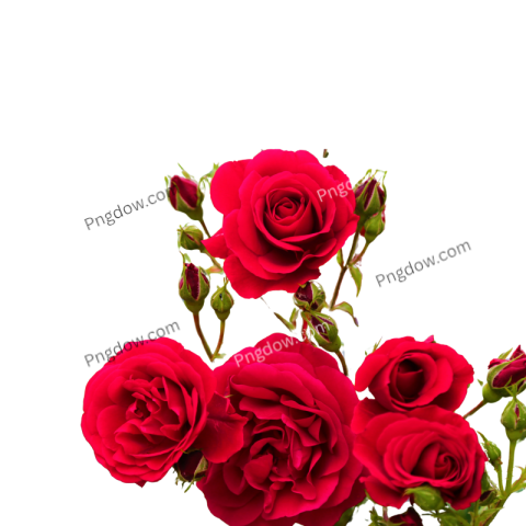 Rose PNG image