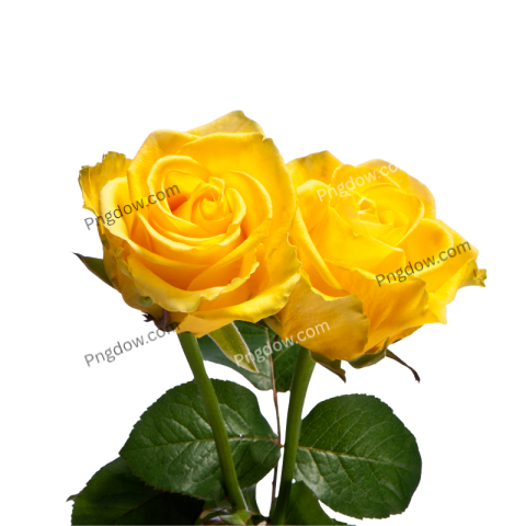 Yellow Rose PNG