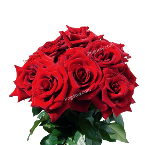 Red Rose clipart