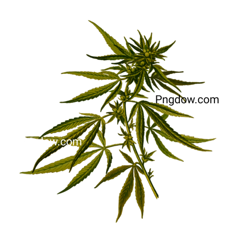 Discover Stunning Free Cannabis PNG Images for Your Creative Projects