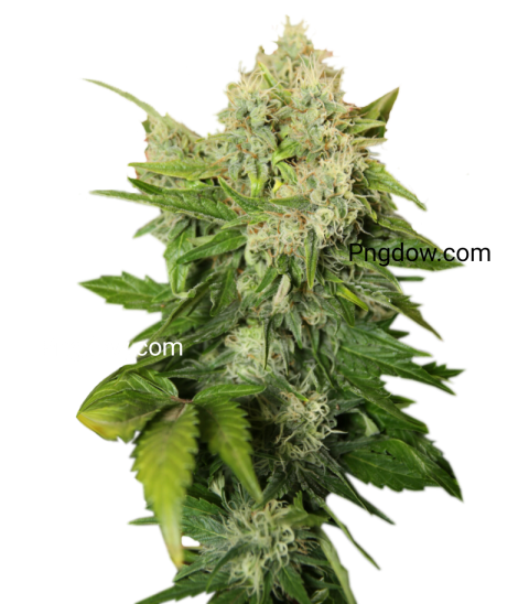 Free Cannabis PNG Images with Transparent Backgrounds   Download Now!